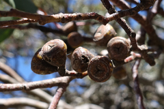 Eucalyptus pauciflora pauciflora