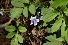 Viola primulifolia