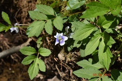 Viola primulifolia