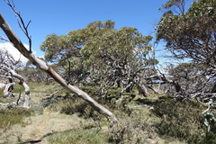 Eucalyptus pauciflora pauciflora