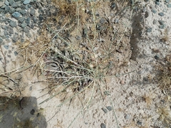 Haloxylon salicornicum