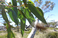 Eucalyptus pauciflora pauciflora