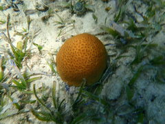 Dichocoenia stokesii