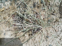 Haloxylon salicornicum