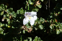 Prostanthera cuneata