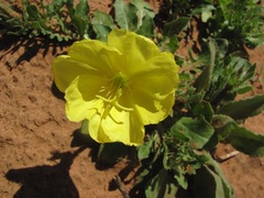 Oenothera grandis
