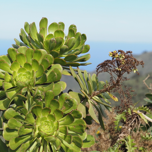 Aeonium ciliatum (Willd.) Webb & Berthel.