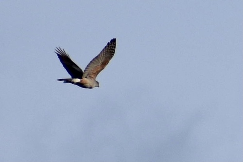 Gundlach's Hawk