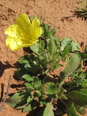 Oenothera grandis