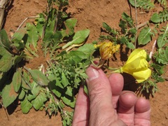 Oenothera grandis