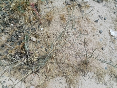 Haloxylon salicornicum