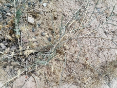 Haloxylon salicornicum