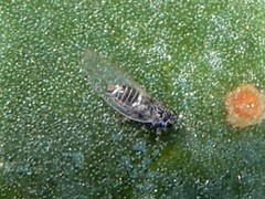 Bactericera cockerelli
