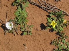 Oenothera grandis