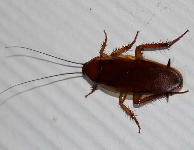 Neotemnopteryx fulva from Smiths Lake NSW 2428, Australia on December ...