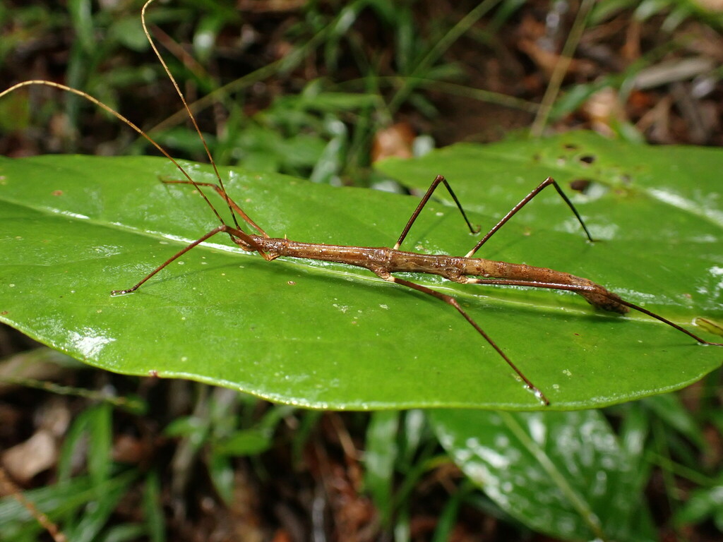 Pygirhynchus bispinosus