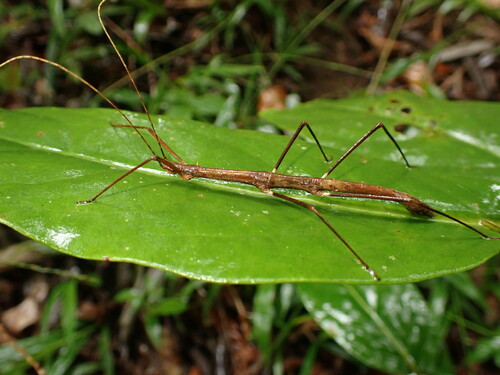 Pygirhynchus bispinosus