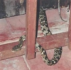 Trimorphodon quadruplex