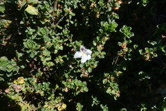Prostanthera cuneata