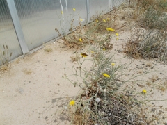Haloxylon salicornicum