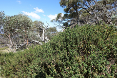 Prostanthera cuneata