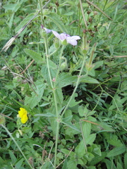 Geranium californicum