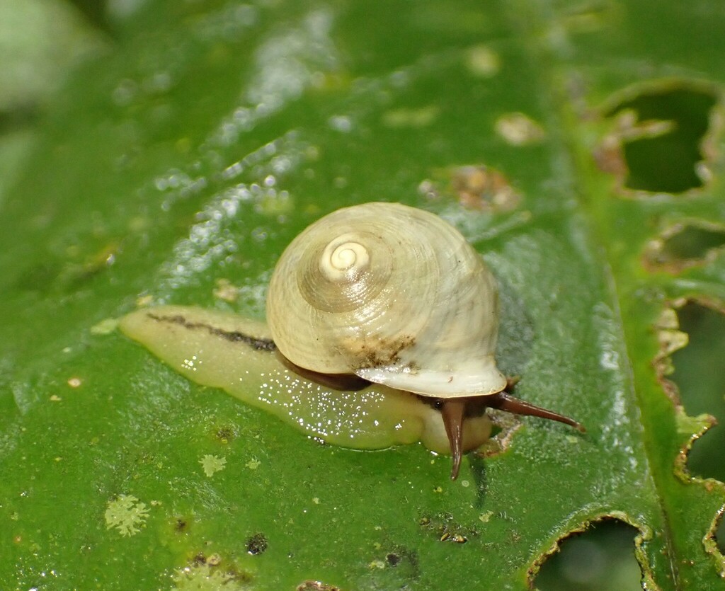 Helicina oskari