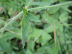 Geranium californicum
