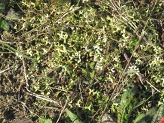 Xanthoparmelia semiviridis