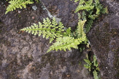 Asplenium anogrammoides