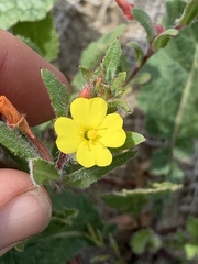 Camissoniopsis lewisii