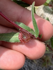 Camissoniopsis lewisii