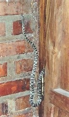 Trimorphodon quadruplex