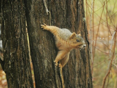 Eastern Fox Squirrel photographed in West Virginia