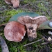 Tricholoma eucalypticum - Photo (c) VitordaSilva, some rights reserved (CC BY-NC-SA), uploaded by VitordaSilva