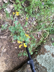 Corydalis aurea aurea