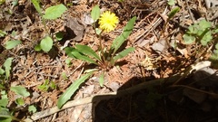 Taraxacum palustre