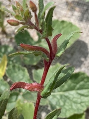 Camissoniopsis lewisii