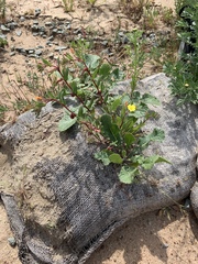 Camissoniopsis lewisii