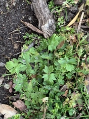 Ranunculus recurvatus