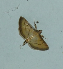Cnaphalocrocis