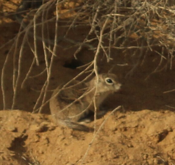 Mohave Ground Squirrel in May 2023 by Zoe Stephens. Likely a juvenile