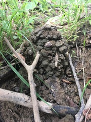 Lacunicambarus chimera