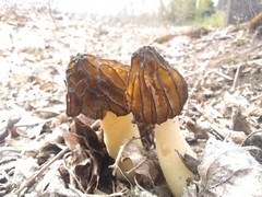 Morchella populiphila
