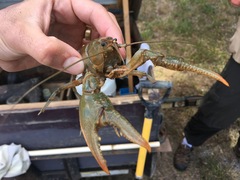 Lacunicambarus chimera