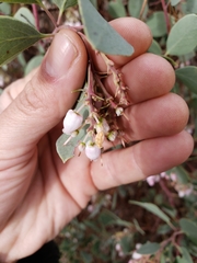 Arctostaphylos mewukka
