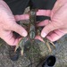 幻境惡魔螯蝦 - Photo 由 mgglon 所上傳的 (c) mgglon，保留部份權利CC BY-NC