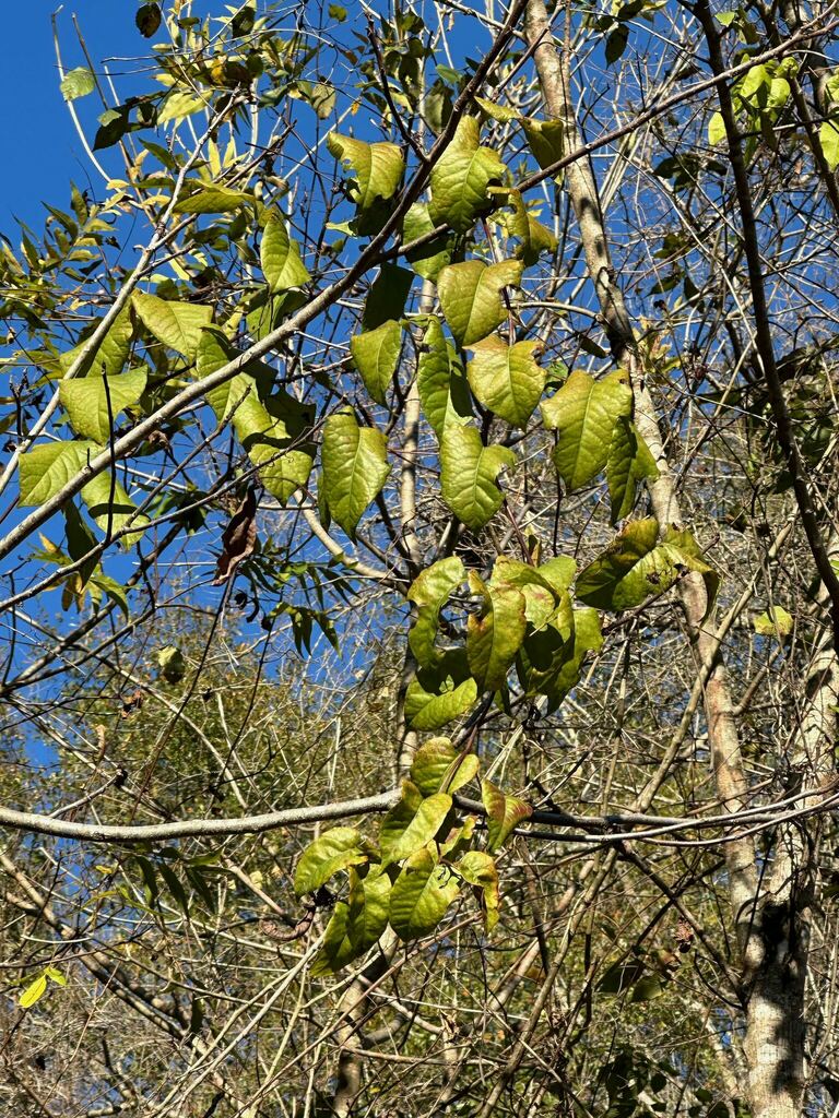 American Buckwheat Vine from Jackson, Mississippi, United States on