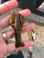 Lacunicambarus chimera