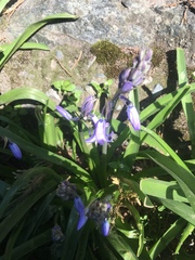 Hyacinthoides non-scripta